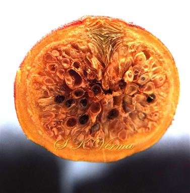   V.S. Hypanthodium